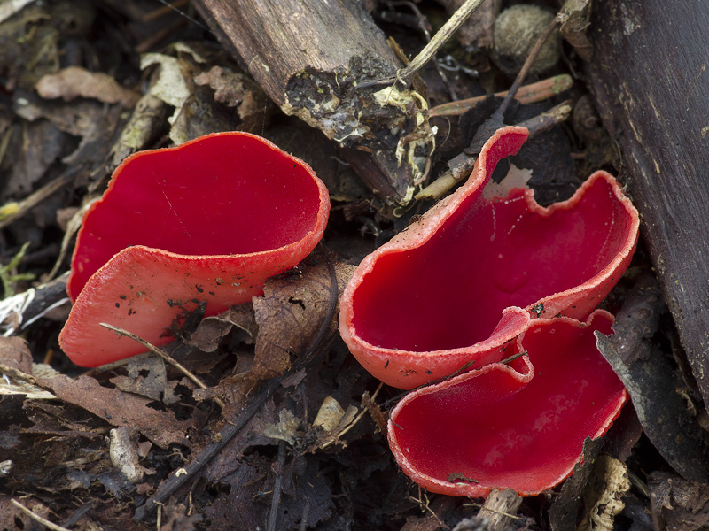 Sarcoscypha jurana